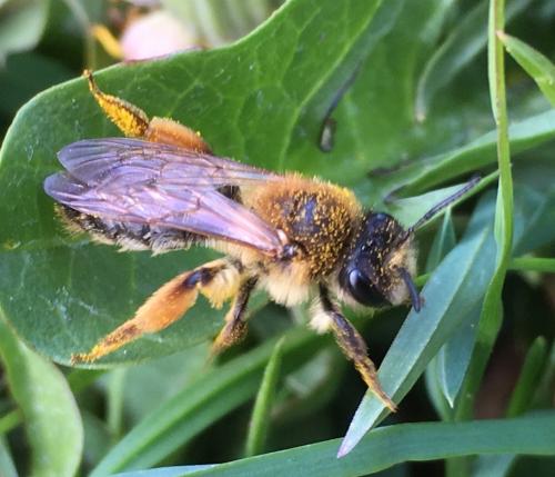 Réf. 279 935 : Andrena tibialis
